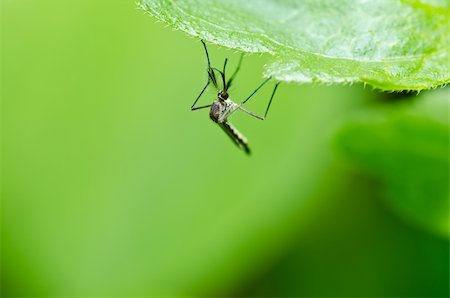 mosquito in nature or in the city Stock Photo - Budget Royalty-Free & Subscription, Code: 400-05727771