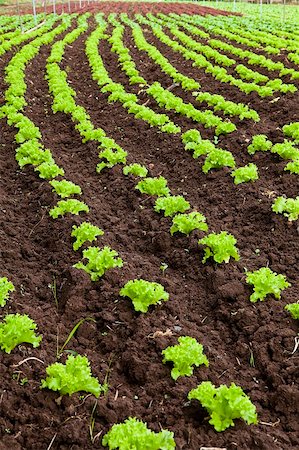 seed growing in soil - green and red healthy lettuce growing in the soil Stock Photo - Budget Royalty-Free & Subscription, Code: 400-05727872