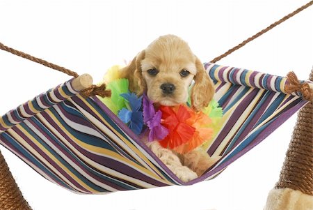 puppy vacation - cute cocker spaniel puppy wearing hawaiian lei sitting in hammock Stock Photo - Budget Royalty-Free & Subscription, Code: 400-05728068