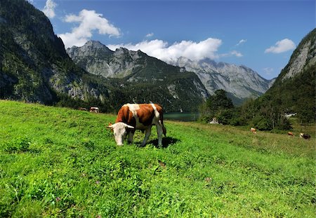 Alpine cow a beautiful sunny day Stock Photo - Budget Royalty-Free & Subscription, Code: 400-05728175