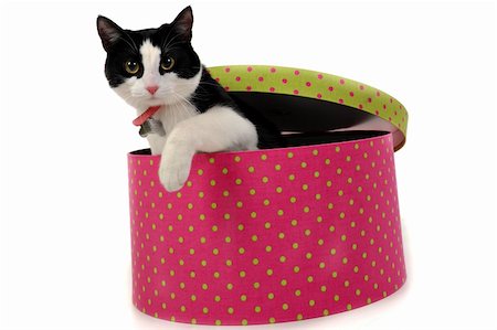 A black and white cat is sitting in a pink and green polka dot box.  The cat has one paw out of the box. Stock Photo - Budget Royalty-Free & Subscription, Code: 400-05728320