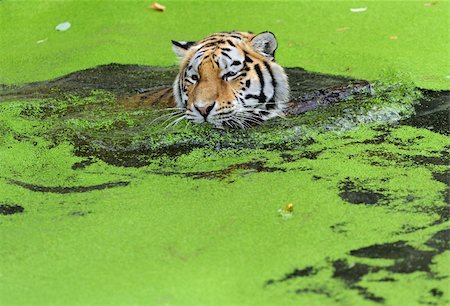 Tiger in water with green algae Stock Photo - Budget Royalty-Free & Subscription, Code: 400-05728594