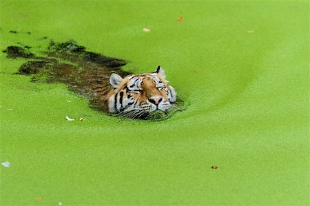 Tiger in water with green algae Stock Photo - Budget Royalty-Free & Subscription, Code: 400-05728591