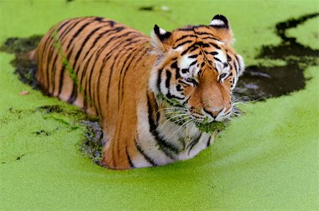 Tiger in water with green algae Stock Photo - Budget Royalty-Free & Subscription, Code: 400-05728593