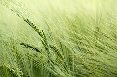 detail of organic green grains in summer time Stock Photo - Budget Royalty-Free & Subscription, Code: 400-05720059