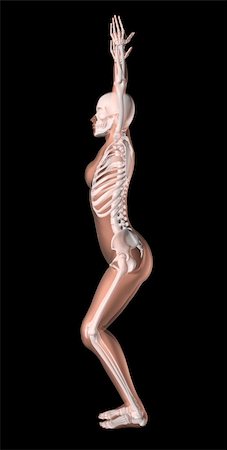 skeletal women in medicine - 3D render of a female medical skeleton in a yoga position Stock Photo - Budget Royalty-Free & Subscription, Code: 400-05720429