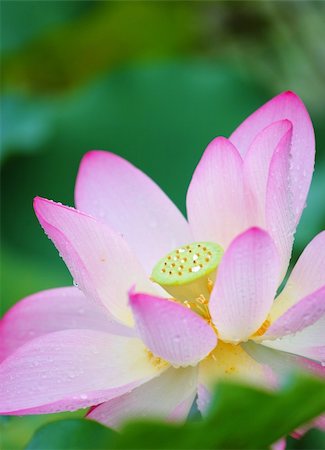 lotus flower Stock Photo - Budget Royalty-Free & Subscription, Code: 400-05721485