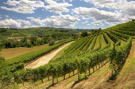 favorite - View on beautiful hills and vineyards of Langhe area in Piedmont, Italy. Foto de stock - Super Valor sin royalties y Suscripción, Código: 400-05734004