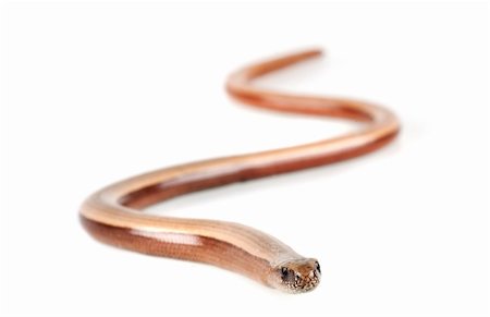 Young slowworm (Anguis fragilis) isolated on white background Stock Photo - Budget Royalty-Free & Subscription, Code: 400-05734047