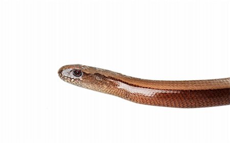 Young slowworm (Anguis fragilis) isolated on white background Stock Photo - Budget Royalty-Free & Subscription, Code: 400-05734048