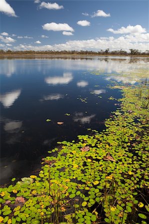 simsearch:400-05900108,k - wetlands billabong Australian swamp lake with floating leaves and blue sky reflected in the water Stock Photo - Budget Royalty-Free & Subscription, Code: 400-05735755