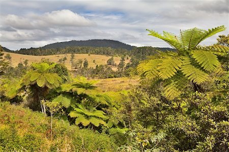 tropical landscape with tree ferns and rain forest with clearings in Tablelands Queensland Australia Stock Photo - Budget Royalty-Free & Subscription, Code: 400-05735770