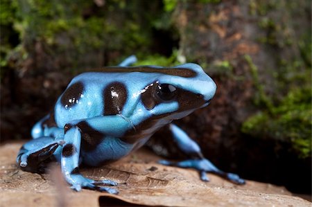 rainforest frogs - blue poison dart frog poisonous animal of Panama rain forest golden dartfrog Stock Photo - Budget Royalty-Free & Subscription, Code: 400-05735800