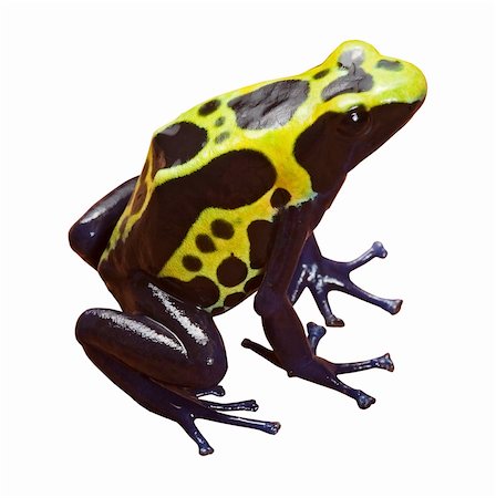 poison dart frog with bright yellow black and blue colors, beautiful exotic amazon forest amphibian isolated Foto de stock - Super Valor sin royalties y Suscripción, Código: 400-05735815