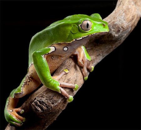 rainforest frogs - green tree frog amazon rain forest exotic tropical amphibian pet at night in jungle Stock Photo - Budget Royalty-Free & Subscription, Code: 400-05735843