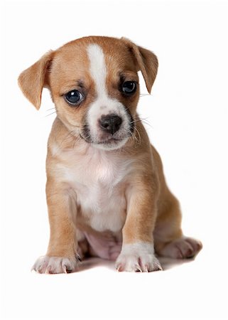 Brown and white terrier puppy - white background Stock Photo - Budget Royalty-Free & Subscription, Code: 400-05737996