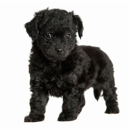 Little black puppy on a white background Stock Photo - Budget Royalty-Free & Subscription, Code: 400-05737998