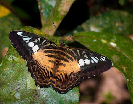simsearch:400-06912266,k - beautiful butterfly sitting on a large tropical leave Stock Photo - Budget Royalty-Free & Subscription, Code: 400-05738864