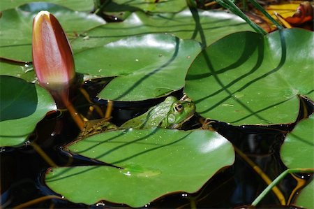 green frog on lily pad in the pond Stock Photo - Budget Royalty-Free & Subscription, Code: 400-05739084