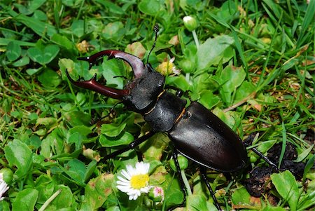 large stag beetles crawling in the high grass Stock Photo - Budget Royalty-Free & Subscription, Code: 400-05739090