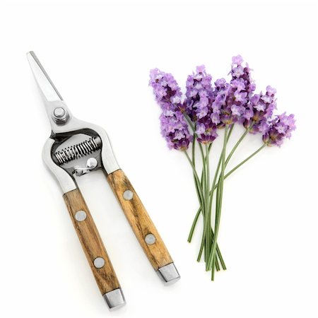 Lavender herb flower sprigs and and rustic gardening secateurs isolated over white background. Stock Photo - Budget Royalty-Free & Subscription, Code: 400-05739609