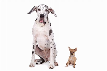 danish ethnicity - great dane harlequin and a Chihuahua in front of a white background Stock Photo - Budget Royalty-Free & Subscription, Code: 400-05739776