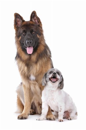 German shepherd and a mixed breed dog in front of a white background Stock Photo - Budget Royalty-Free & Subscription, Code: 400-05739771
