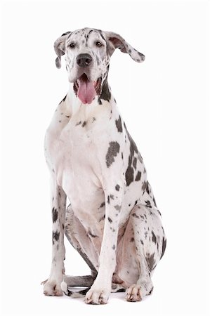 danish ethnicity - great dane harlequin in front of a white background Stock Photo - Budget Royalty-Free & Subscription, Code: 400-05739787