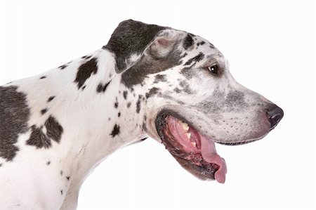 danish ethnicity - great dane harlequin in front of a white background Stock Photo - Budget Royalty-Free & Subscription, Code: 400-05739780