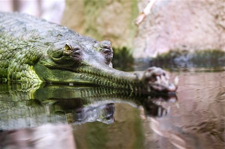 simsearch:400-05123541,k - The Indian gharial resting in the water near the shore Stock Photo - Budget Royalty-Free & Subscription, Code: 400-05730559