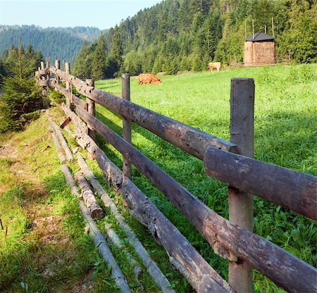 simsearch:400-05719580,k - Two cows grazing on summer morning meadow (Carpathian, Ukraine) Photographie de stock - Aubaine LD & Abonnement, Code: 400-05730618