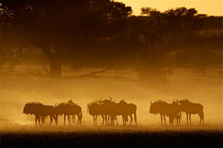 Blue wildebeest (Connochaetes taurinus) in dust at sunrise, Kalahari desert, South Africa Stock Photo - Budget Royalty-Free & Subscription, Code: 400-05730668