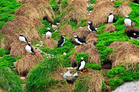 Puffin birds nesting on island in Newfoundland, Canada Stock Photo - Budget Royalty-Free & Subscription, Code: 400-05731748