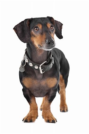 eriklam (artist) - Dachshund in front of a white background Stock Photo - Budget Royalty-Free & Subscription, Code: 400-05732918