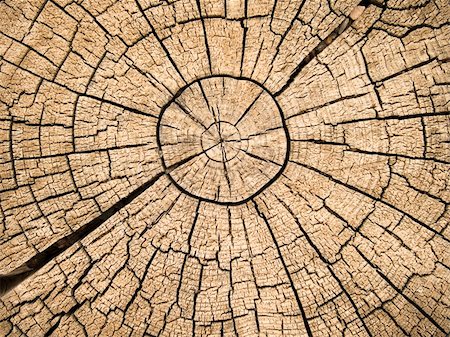 An old tree stump shows cdracks and fractures radiating from the center that have resulted from the natural weathering from being left in the open air. Stock Photo - Budget Royalty-Free & Subscription, Code: 400-05732913