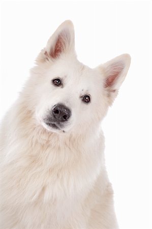 simsearch:400-05732928,k - white Shepherd dog in front of a white background Stock Photo - Budget Royalty-Free & Subscription, Code: 400-05732926