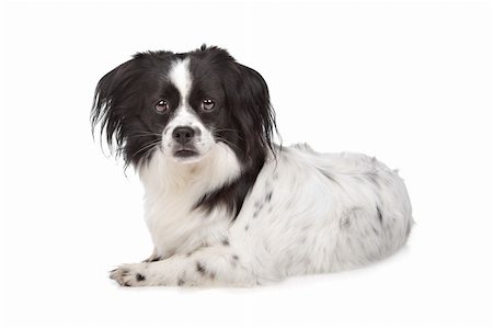 mixed breed dog in front of a white background Stock Photo - Budget Royalty-Free & Subscription, Code: 400-05732921