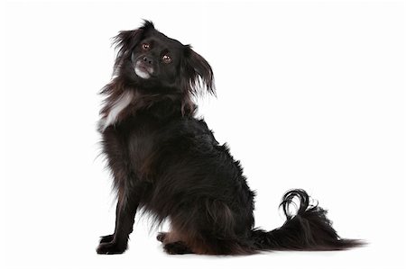 mixed breed dog in front of a white background Stock Photo - Budget Royalty-Free & Subscription, Code: 400-05732934