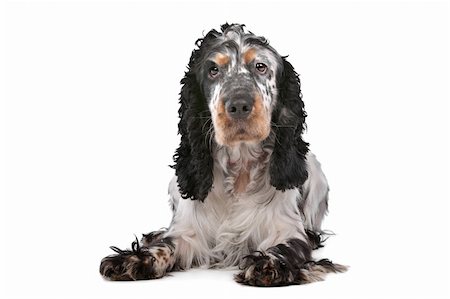 english cocker-spaniel - English Cocker Spaniel in front of a white background Stock Photo - Budget Royalty-Free & Subscription, Code: 400-05732945