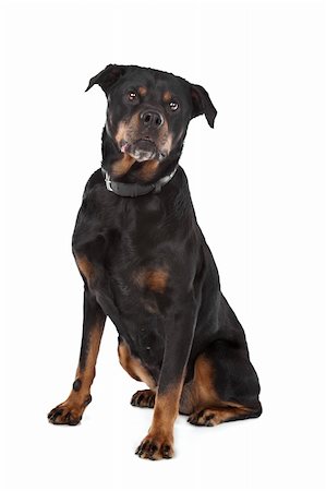 simsearch:400-05732964,k - rottweiler in front of a white background Stock Photo - Budget Royalty-Free & Subscription, Code: 400-05732940