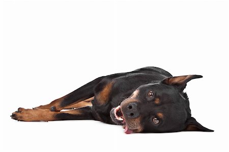 simsearch:400-05732964,k - rottweiler in front of a white background Stock Photo - Budget Royalty-Free & Subscription, Code: 400-05732941