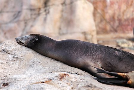 simsearch:700-00164988,k - sea lion Stock Photo - Budget Royalty-Free & Subscription, Code: 400-05733038