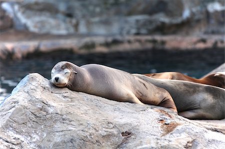 simsearch:700-00164988,k - sea lion Stock Photo - Budget Royalty-Free & Subscription, Code: 400-05733039