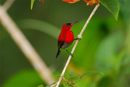 beautiful male crimson sunbird Photographie de stock - Aubaine LD & Abonnement, Code: 400-05733410