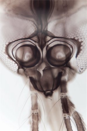 eyeidea (artist) - High resolution photo of a real mosquito's head under a biological microscope at 100x magnification. Stock Photo - Budget Royalty-Free & Subscription, Code: 400-05744248