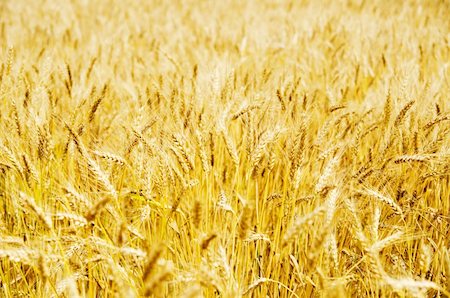 simsearch:400-05311898,k - golden barley Stock Photo - Budget Royalty-Free & Subscription, Code: 400-05744324