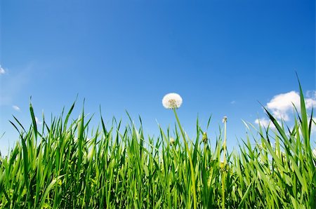 fresh air background - old dandelion in green grass field and blue sky Photographie de stock - Aubaine LD & Abonnement, Code: 400-05744321