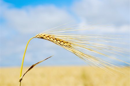 simsearch:400-05311898,k - gold ears of wheat close up Stock Photo - Budget Royalty-Free & Subscription, Code: 400-05744323