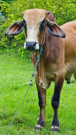 simsearch:400-05323136,k - closed up of Brahman cattle standing on the yard Foto de stock - Super Valor sin royalties y Suscripción, Código: 400-05744509