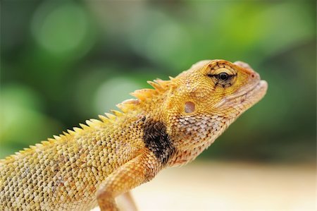 Wild lizard in Thailand close-up Stock Photo - Budget Royalty-Free & Subscription, Code: 400-05744563